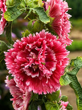 Hollyhock Fiesta Time