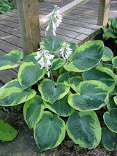 Hosta Frances Williams