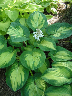 Yellow centered sea-green leaves are textured