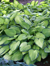 Hosta Gold Standard