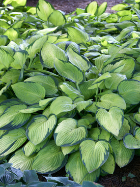Light leaves with dark edge mature to gold with green edge