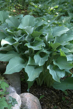 Hosta Krossa Regal