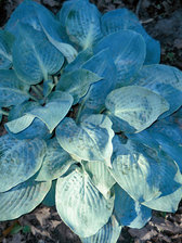 Hosta Mystic Star