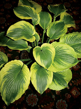 Huge wavy leaves of blue-green.