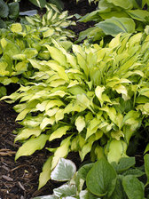 Hosta Pineapple Upsidedown Cake