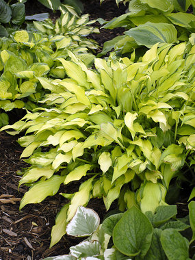 A unique look for a Hosta.