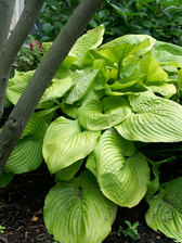 Hosta Sum And Substance