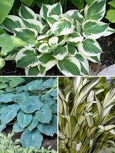 Hosta Collection