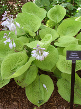 Hosta Zounds