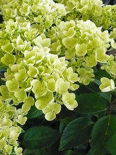 Hydrangea Bombshell