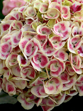 Hydrangea Cityline Mars