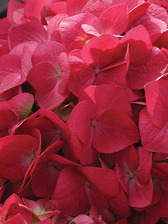 Hydrangea Cityline Paris