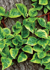 Hydrangea Firefly