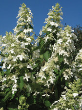 Hydrangea Honeycomb