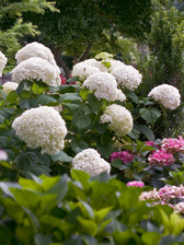 Hydrangea Incrediball