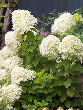 Hydrangea Little Lime