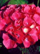 Hydrangea Masja