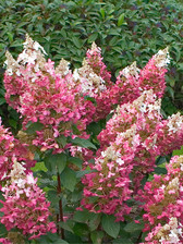 Hydrangea Pinky Winky