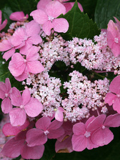 Hydrangea Let's Dance series - Starlight