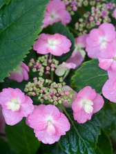 Hydrangea Tuff Stuff