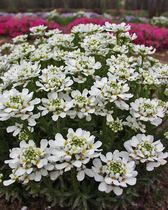Iberis Autumn Beauty