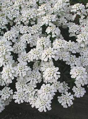 PERENNIAL CANDYTUFT. White blooms
