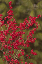 Ilex Berry Nice