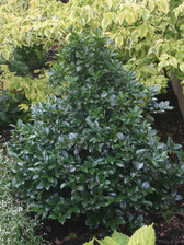 Ilex Castle Spire