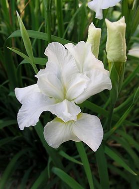 Sparkling white from Japan