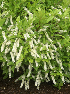SWEETSPIRE. SHRUB. 2-3' Another award winning offering.  4" pot