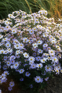 Drought tolerant and very easy to grow.