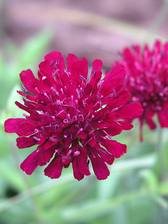 Knautia Red Knight
