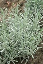 Lavandula Dwarf Silver