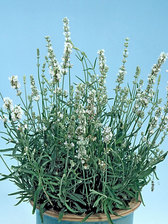 Lavandula Ellagance Ice