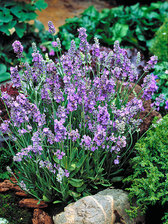 Lavandula Ellagance Sky