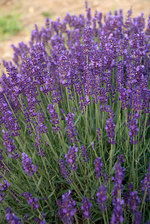 Lavandula Hidcote Superior