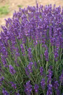 Deep purple richly scented.