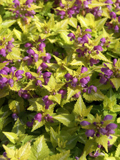 Lamium Lemon Frost