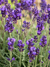 Lavandula Lavance Purple