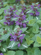 Lamium Chequers