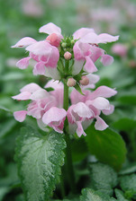 Lamium Pink Pewter