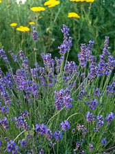 Lavandula Sarah