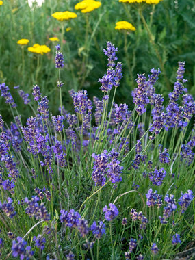 Compact and aromatic