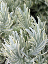 Lavandula Silver Edge