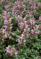 Lamium Shell Pink