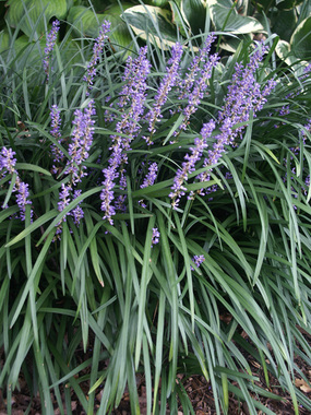 BLUE LILY TURF