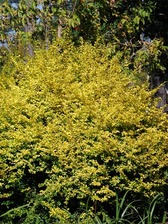 Ligustrum Sunshine