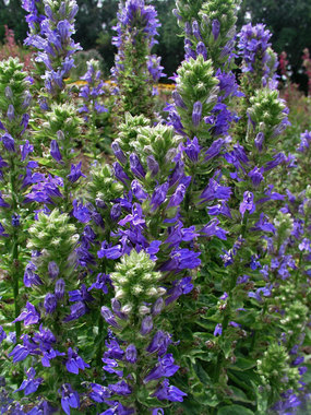 Shorter stalks with larger blue flower heads