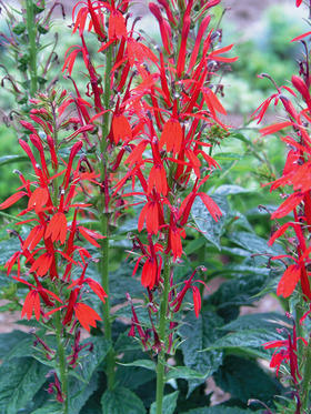 CARDINAL FLOWER,  An easy wildflower that needs moisture