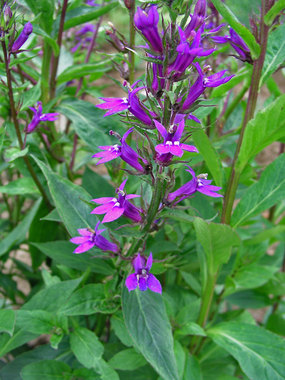 Tall, narrow spikes of bright purple